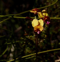 Diuris magnifica