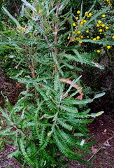 Banksia menziesii