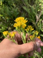 Solidago rigida glabrata