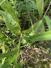 Solidago rigida glabrata