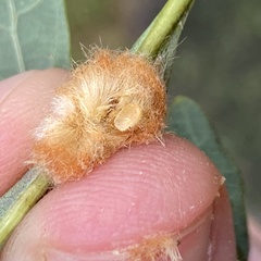 Druon quercusflocci