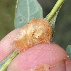 Druon quercusflocci