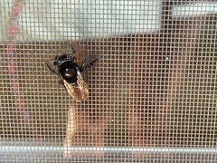 Xylocopa tabaniformis