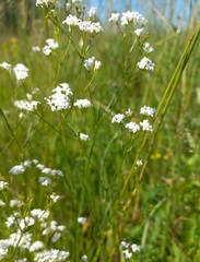 Asperula tinctoria
