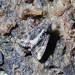 Spodoptera frugiperda