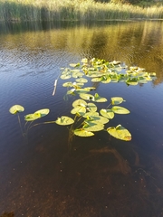 Nuphar polysepala
