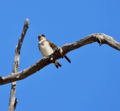 Petrochelidon nigricans