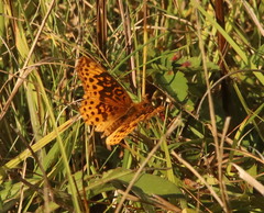 Boloria bellona