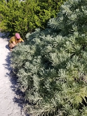 Tournefortia gnaphalodes