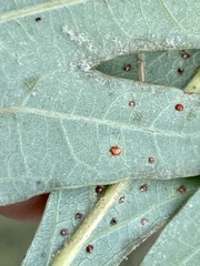 Neuroterus tantulus
