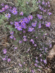 Olearia magniflora
