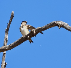Petrochelidon nigricans