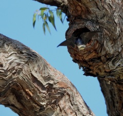 Petrochelidon nigricans