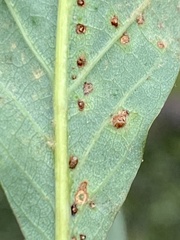 Neuroterus tantulus