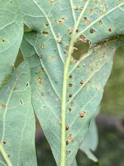 Neuroterus tantulus