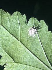Gibellula
