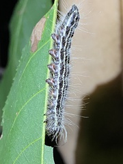 Datana angusii