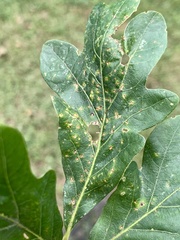 Neuroterus tantulus