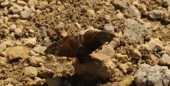 Erynnis baptisiae