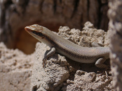 Trachylepis wahlbergii