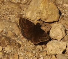 Erynnis baptisiae