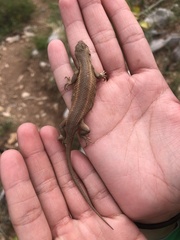 Sceloporus cowlesi