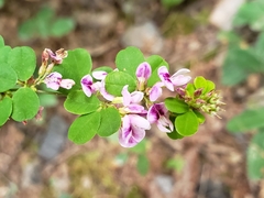 Lespedeza procumbens