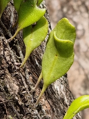 Pyrrosia confluens