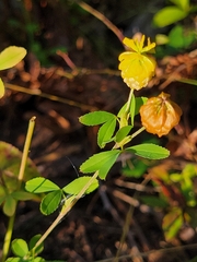 Trifolium aureum