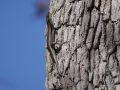 Trachylepis wahlbergii
