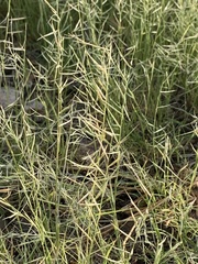 Bouteloua aristidoides