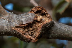 Dryocosmus asymmetricus