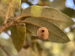 Paracraspis guadaloupensis