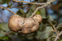 Disholandricus reniformis