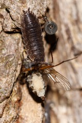 Entomophthora muscae