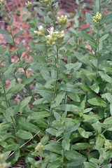 Sericocarpus oregonensis