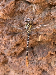 Erpetogomphus compositus