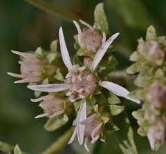 Sericocarpus oregonensis