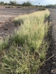 Bouteloua aristidoides
