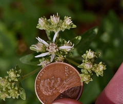 Sericocarpus oregonensis