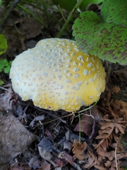 Amanita muscaria