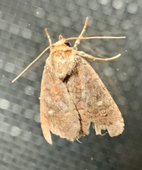 Eriopygini