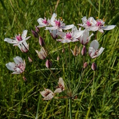 Butomus umbellatus