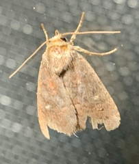 Eriopygini