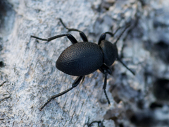 Tenebrioninae