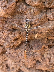 Erpetogomphus compositus