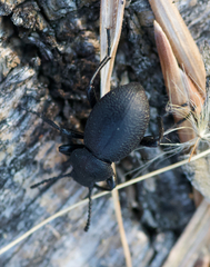 Tenebrioninae