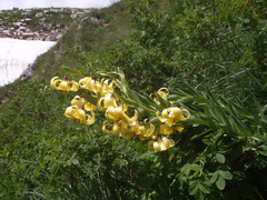 Lilium kesselringianum