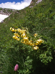 Lilium kesselringianum