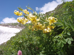 Lilium kesselringianum
